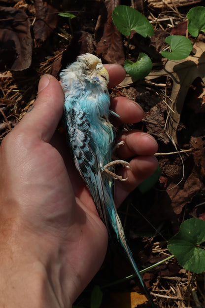 Dry Preserved Parakeet