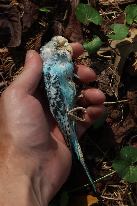 Dry Preserved Parakeet