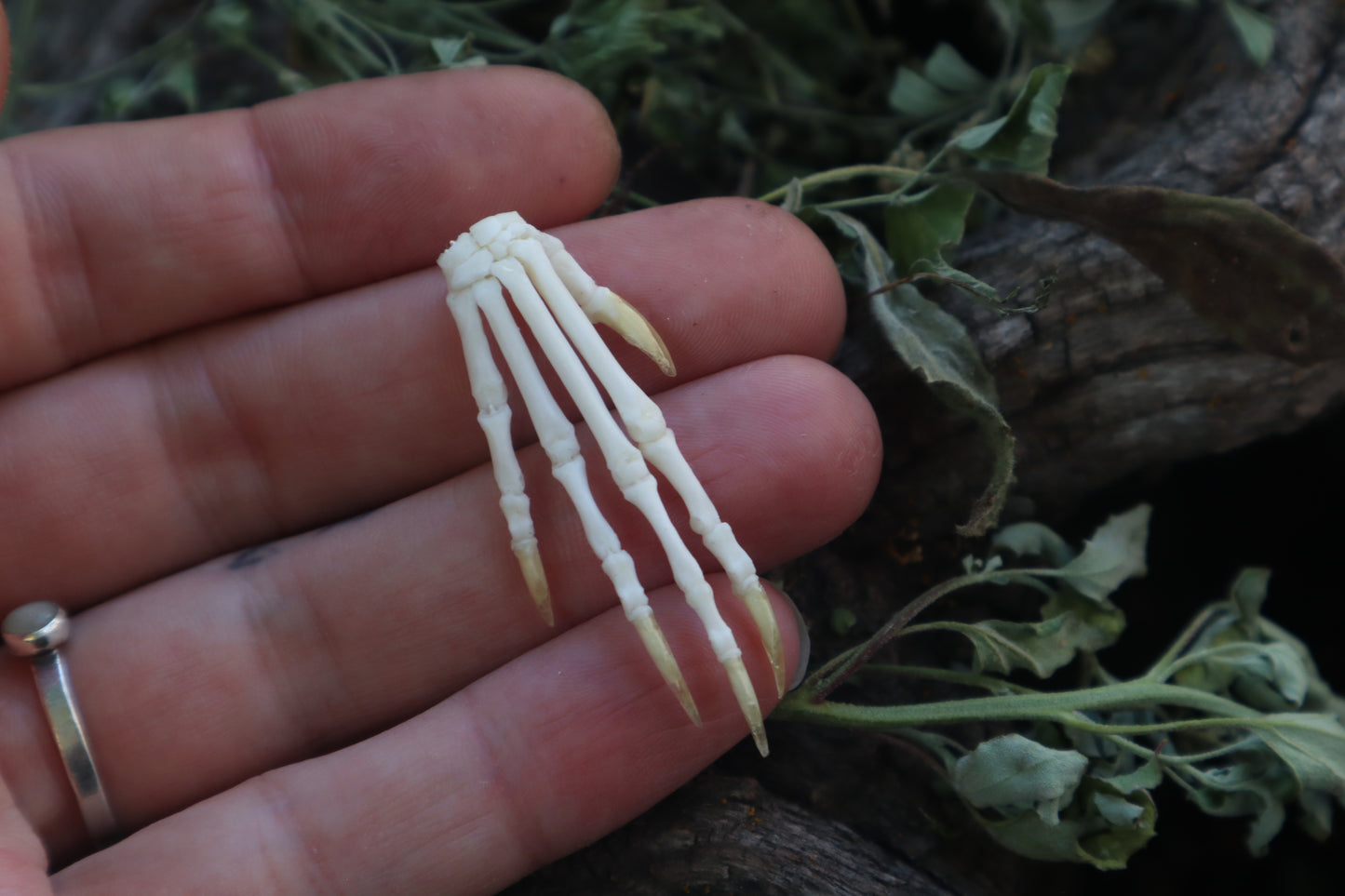 Lucky Cottontail Rabbit Paw Articulation