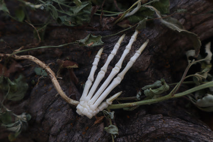 Lucky Cottontail Rabbit Paw Articulation