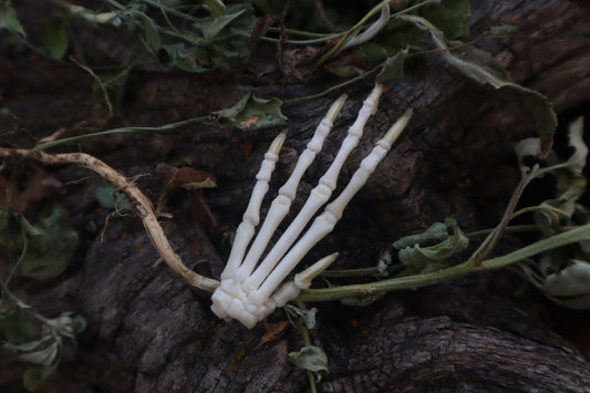 Lucky Cottontail Rabbit Paw Articulation