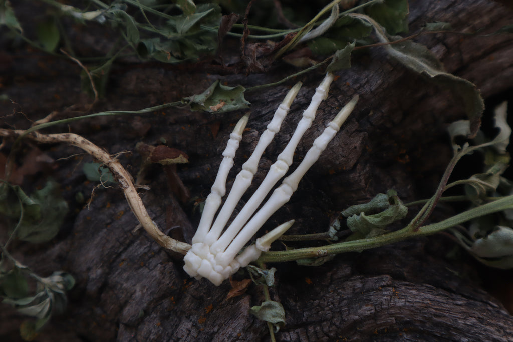 Lucky Cottontail Rabbit Paw Articulation