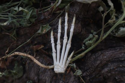 Lucky Cottontail Rabbit Paw Articulation