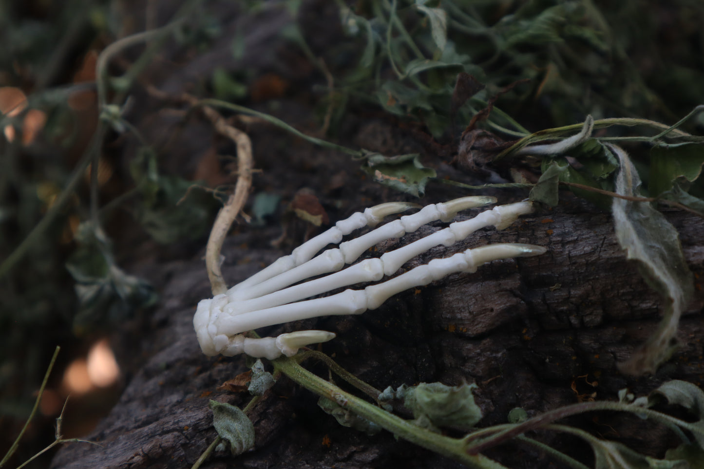 Lucky Cottontail Rabbit Paw Articulation
