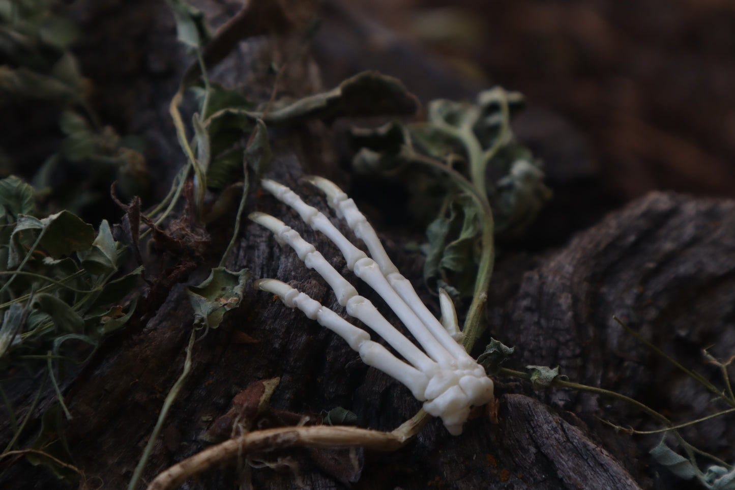 Lucky Cottontail Rabbit Paw Articulation