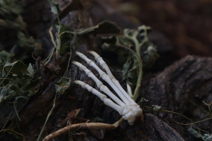 Lucky Cottontail Rabbit Paw Articulation