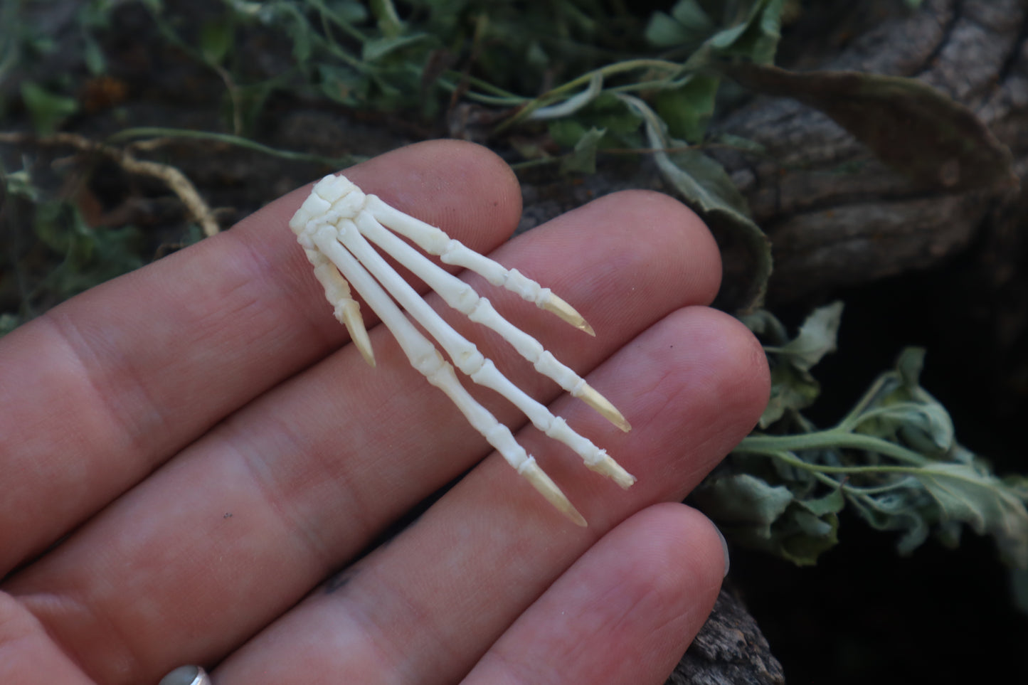 Lucky Cottontail Rabbit Paw Articulation