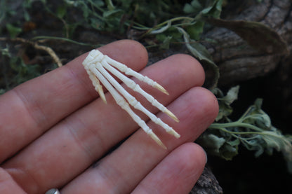 Lucky Cottontail Rabbit Paw Articulation