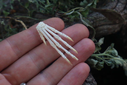 Lucky Cottontail Rabbit Paw Articulation