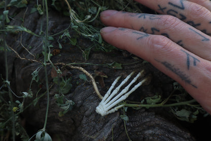 Lucky Cottontail Rabbit Paw Articulation