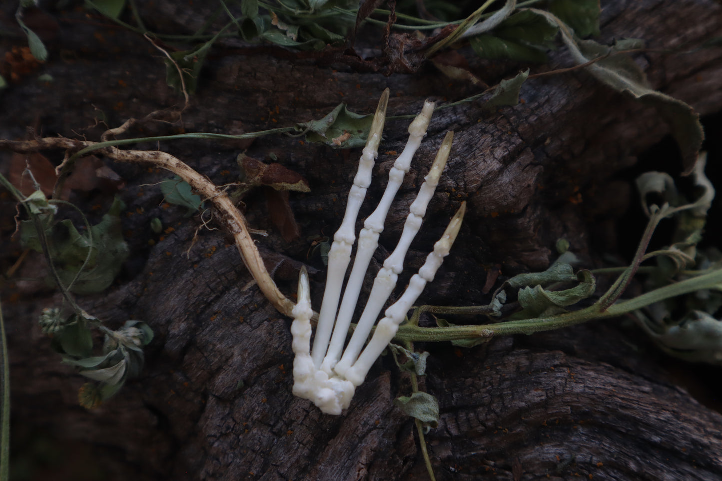 Lucky Cottontail Rabbit Paw Articulation