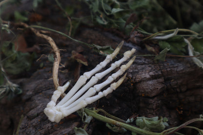 Lucky Cottontail Rabbit Paw Articulation
