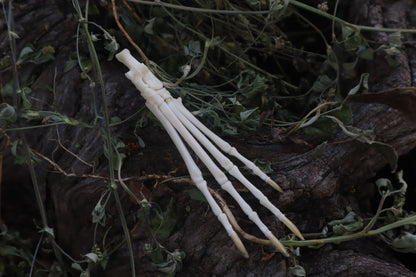 Cottontail Rabbit Paw Articulation