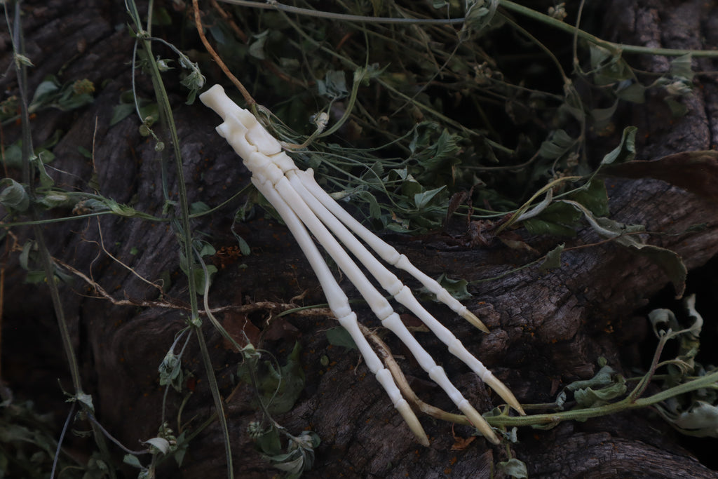 Cottontail Rabbit Paw Articulation