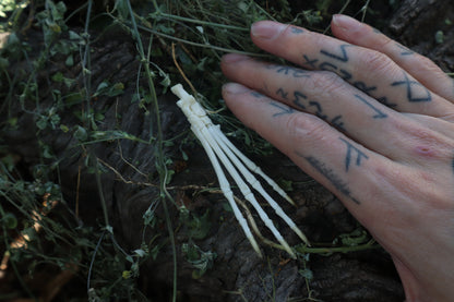 Cottontail Rabbit Paw Articulation