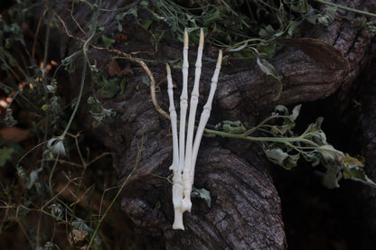 Cottontail Rabbit Paw Articulation