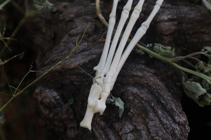 Cottontail Rabbit Paw Articulation