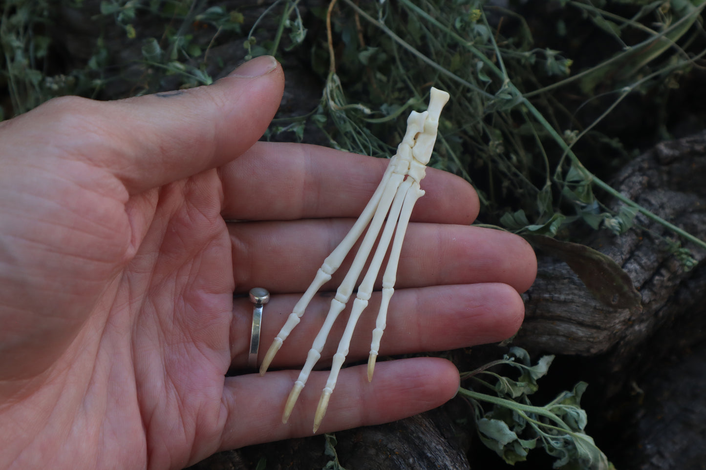 Cottontail Rabbit Paw Articulation