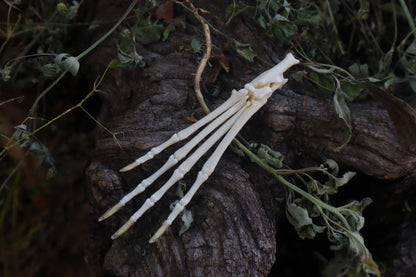 Cottontail Rabbit Paw Articulation