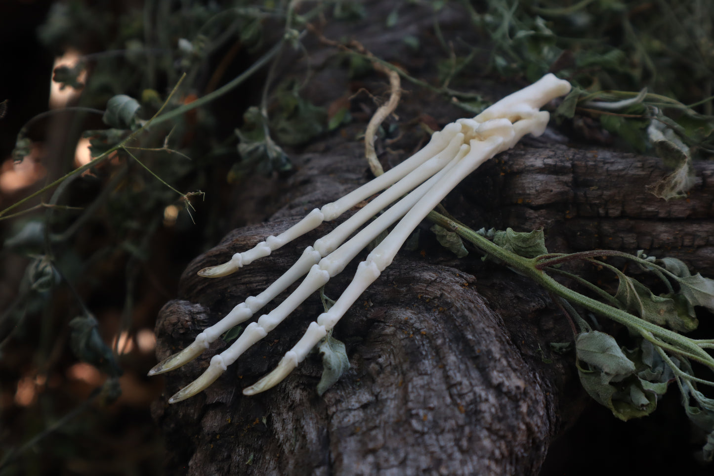 Cottontail Rabbit Paw Articulation