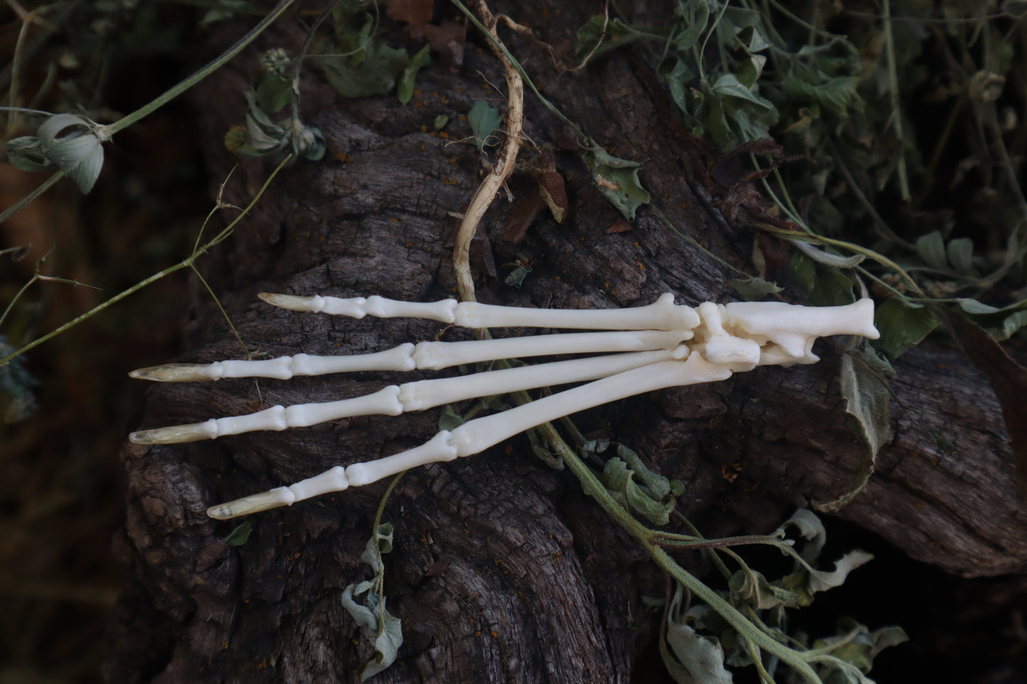 Cottontail Rabbit Paw Articulation