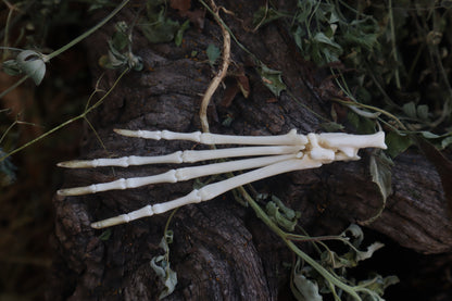 Cottontail Rabbit Paw Articulation