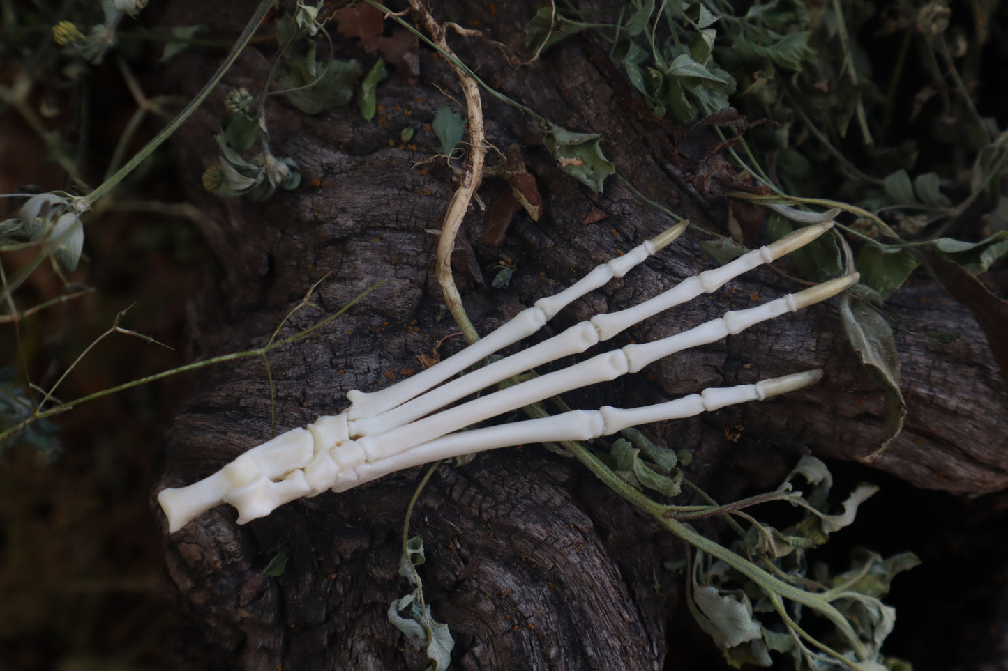 Cottontail Rabbit Paw Articulation