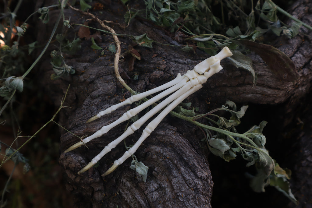 Lucky Cottontail Rabbit Paw Articulation