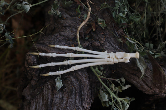 Lucky Cottontail Rabbit Paw Articulation