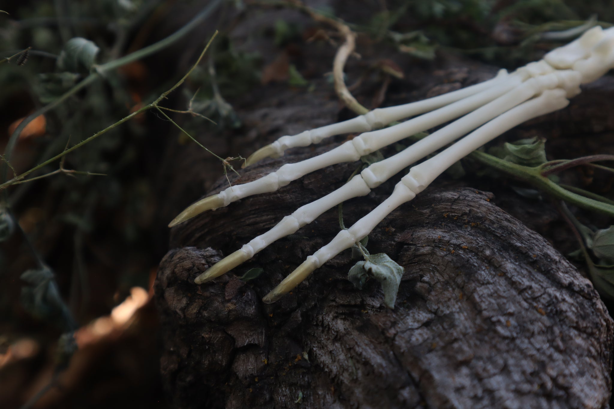 Lucky Cottontail Rabbit Paw Articulation