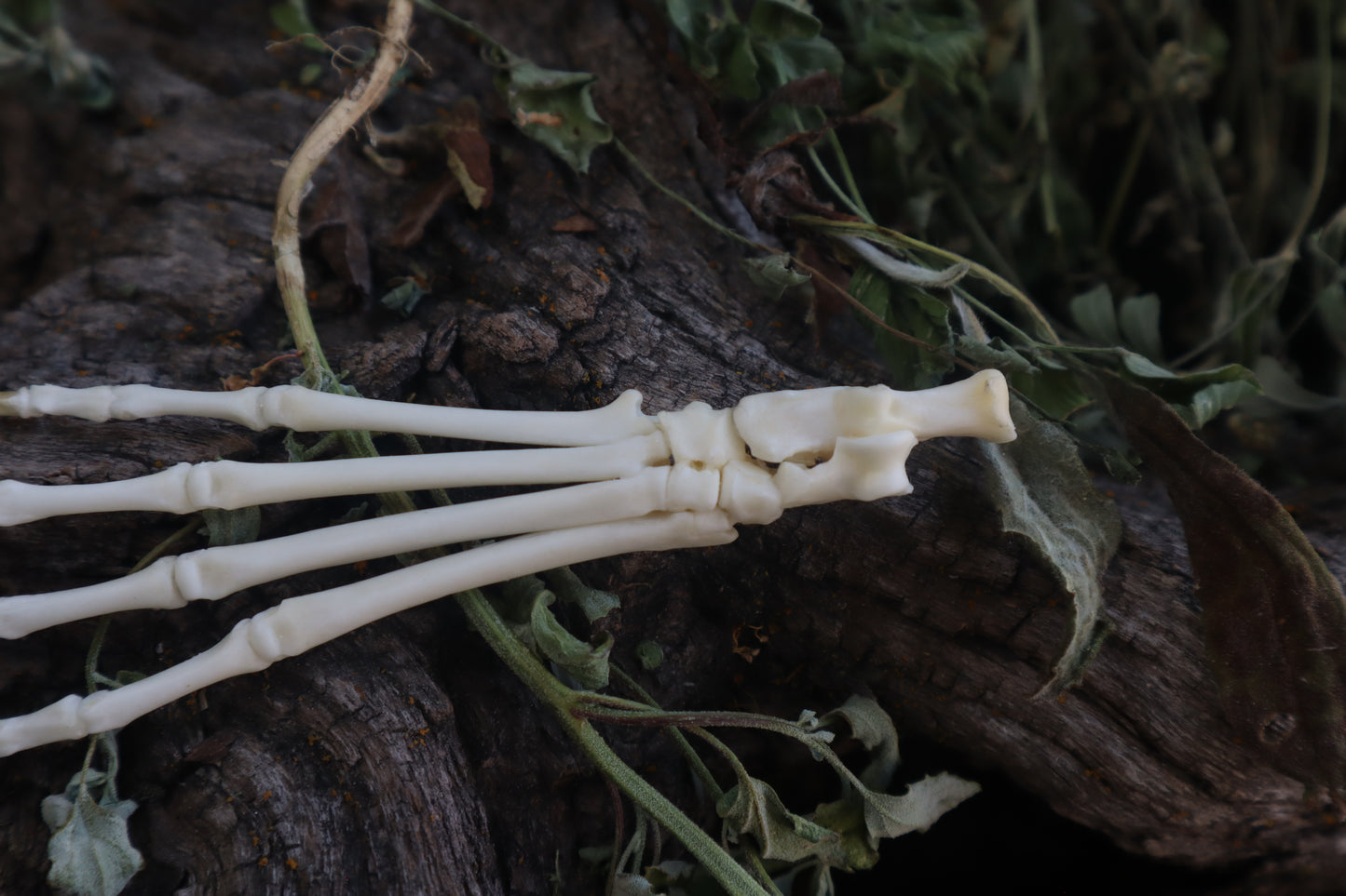 Lucky Cottontail Rabbit Paw Articulation