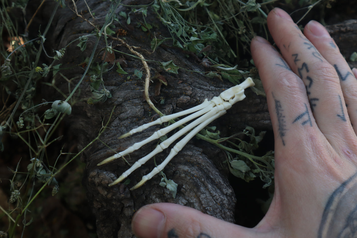 Lucky Cottontail Rabbit Paw Articulation
