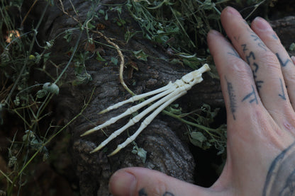 Lucky Cottontail Rabbit Paw Articulation