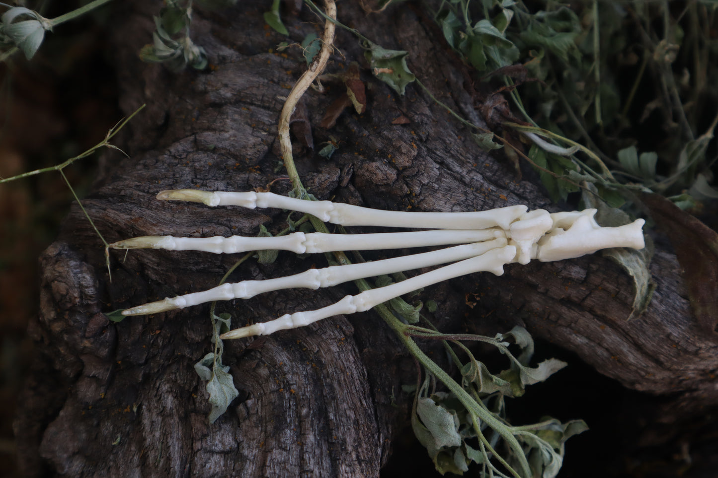Lucky Cottontail Rabbit Paw Articulation