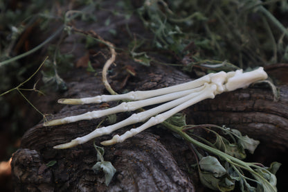Lucky Cottontail Rabbit Paw Articulation