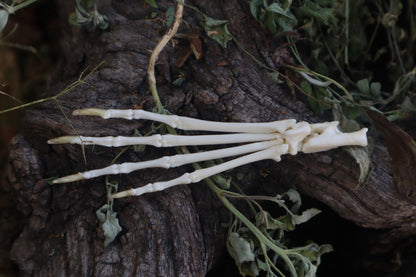 Lucky Cottontail Rabbit Paw Articulation