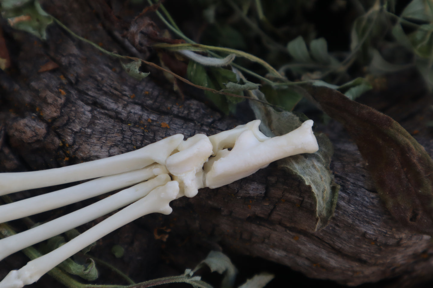 Lucky Cottontail Rabbit Paw Articulation