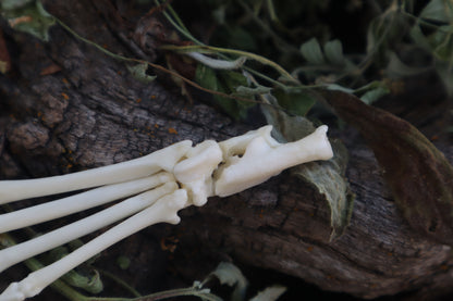 Lucky Cottontail Rabbit Paw Articulation