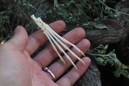 Lucky Cottontail Rabbit Paw Articulation