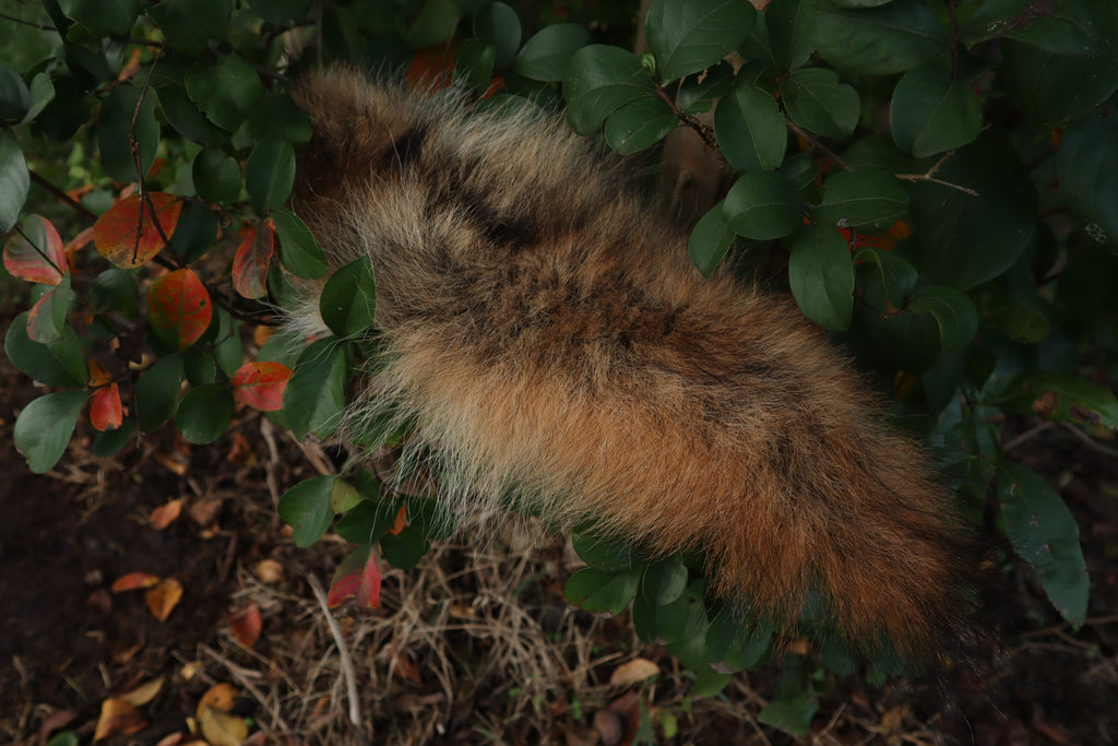 Coyote Tail