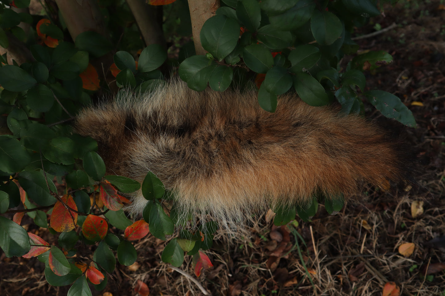 Coyote Tail