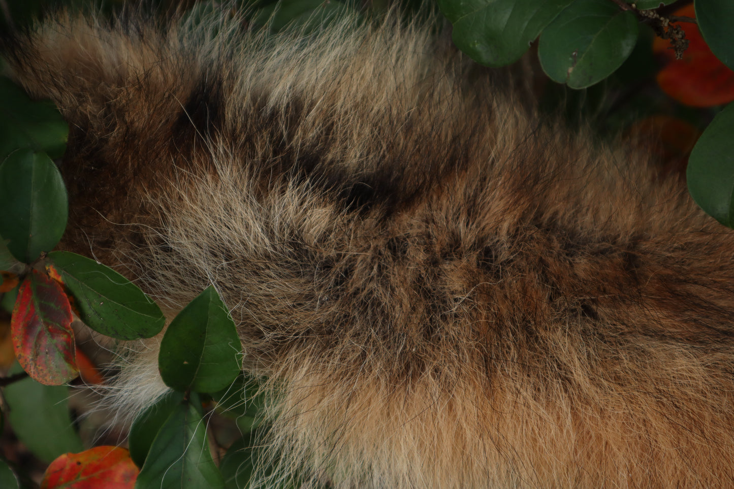 Coyote Tail