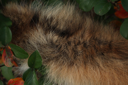 Coyote Tail