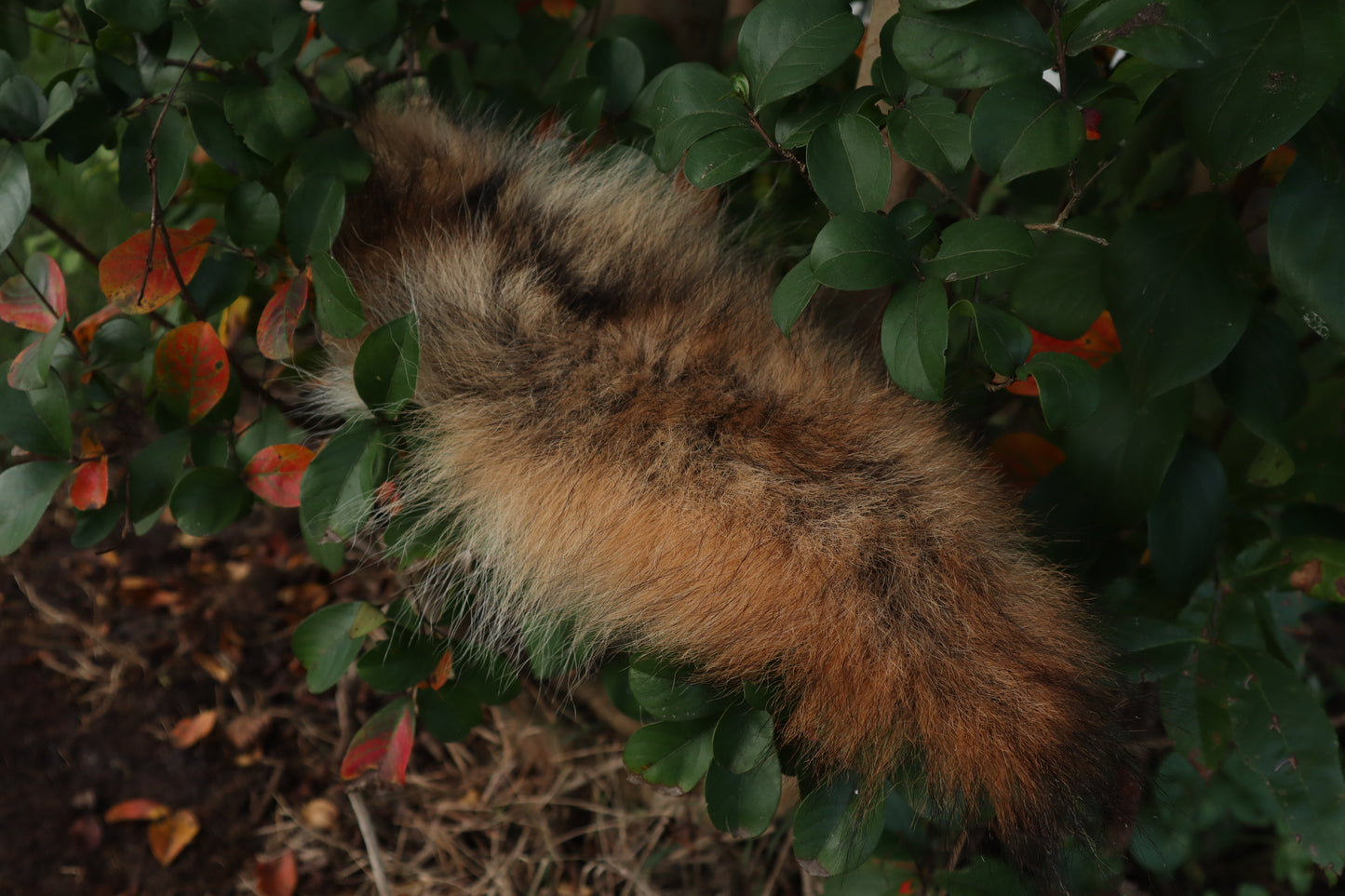 Coyote Tail