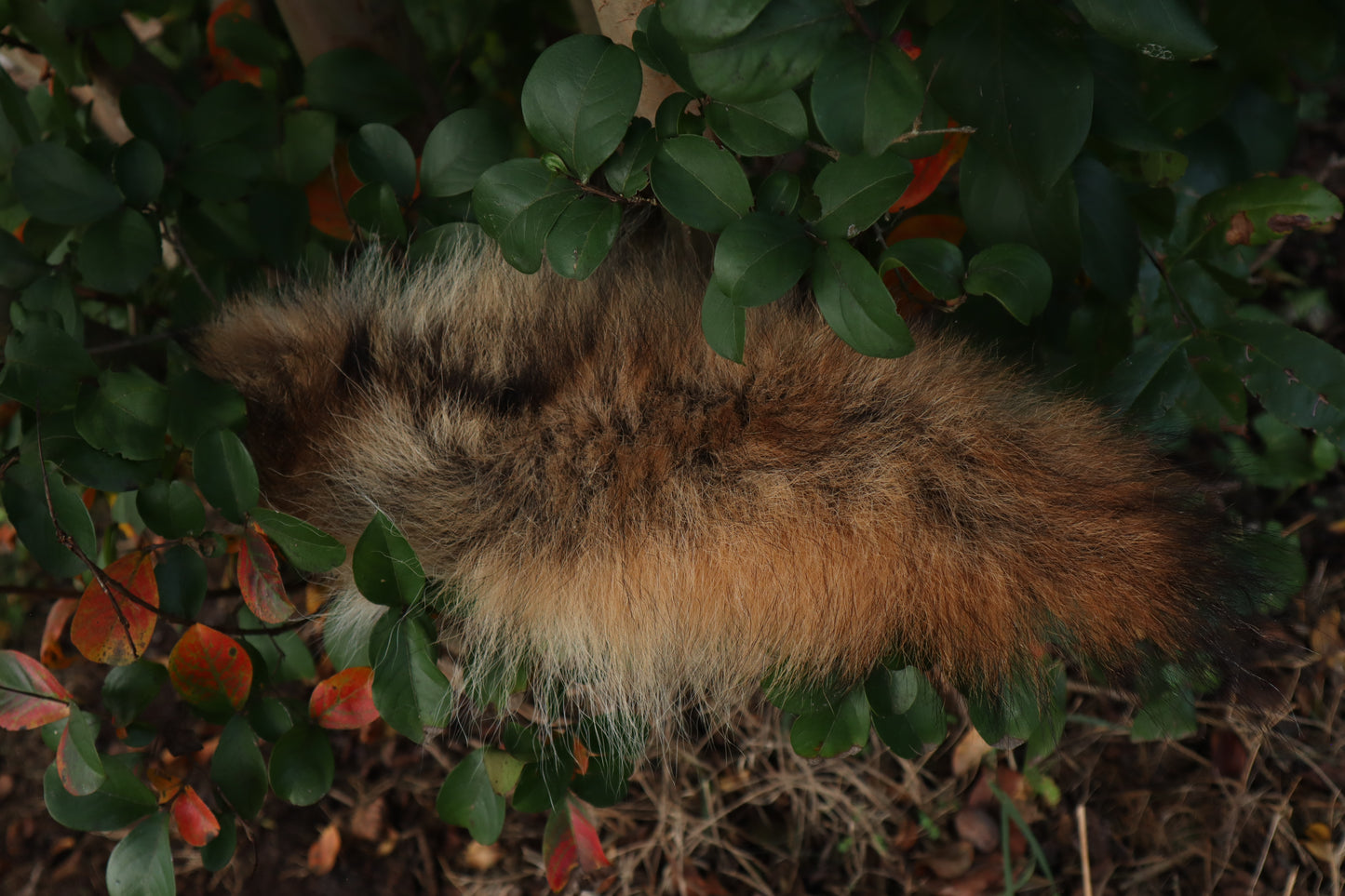 Coyote Tail