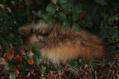 Coyote Tail