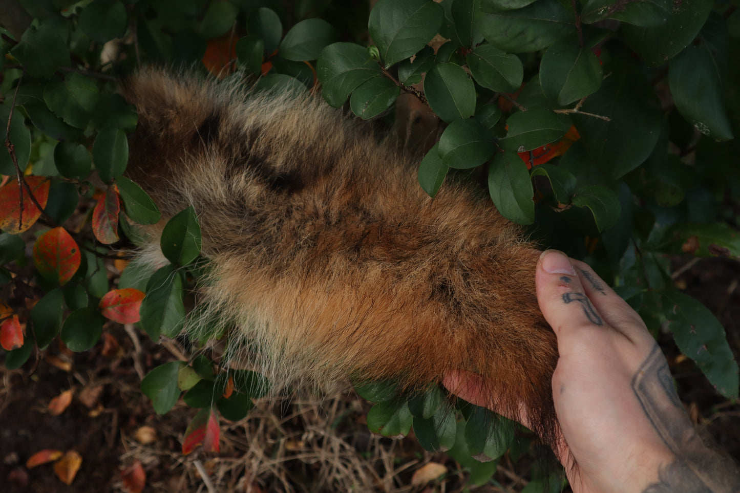 Coyote Tail