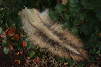 Coyote Tail