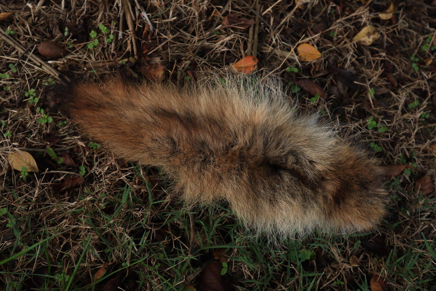 Coyote Tail