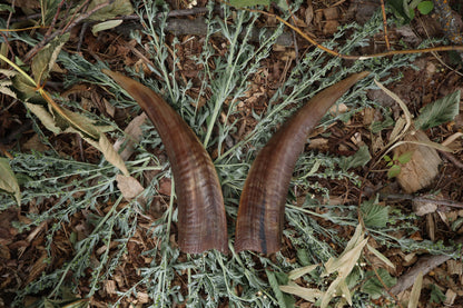 Goat Horns - Pair